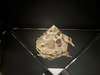 Xenophora pallidula conchiglia concha