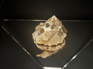 Xenophora pallidula conchiglia concha