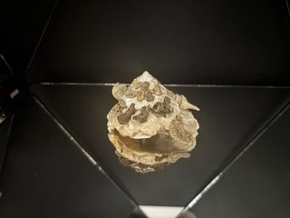 Xenophora pallidula conchiglia concha