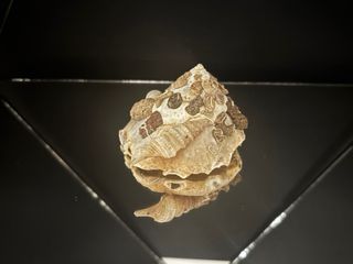 Xenophora pallidula conchiglia concha