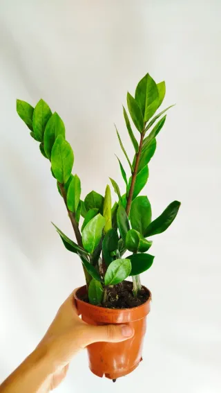 Planta Zamioculca Zamiifolia ZZ