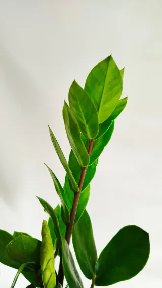 Planta Zamioculca Zamiifolia ZZ