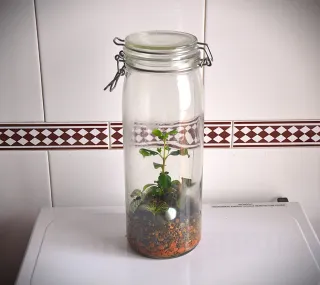 Terrario plantas jardín eterno