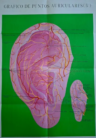 Laminas de auriculoterapia y de regalo curso.
