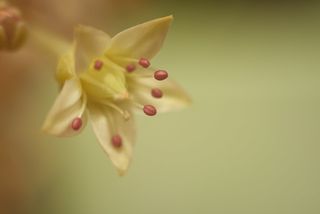 Objetivo Super Takumar 50mm f/1.4