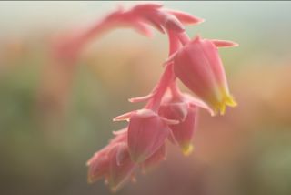 Objetivo Super Takumar 50mm f/1.4