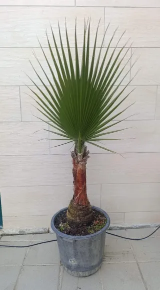 Palmera Washingtonia en maceta
