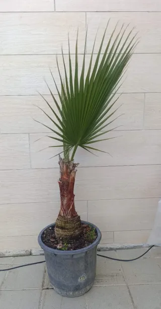Palmera Washingtonia en maceta