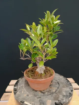 Bonsái Ficus Tiger Bark