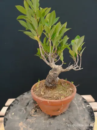 Bonsái Ficus Tiger Bark