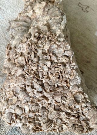 Fosil Marino Antiguo