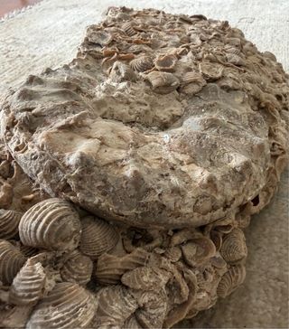 Fosil Marino Antiguo