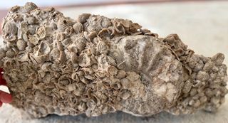 Fosil Marino Antiguo