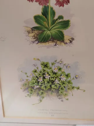 4 Cuadros de Flores Vintage