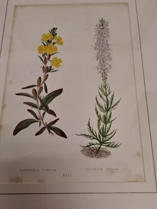 4 Cuadros de Flores Vintage