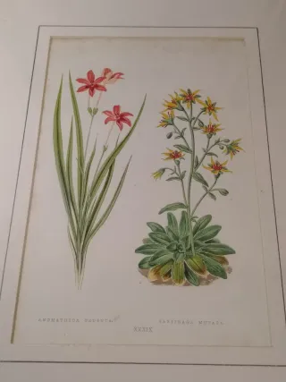 4 Cuadros de Flores Vintage