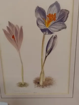 4 Cuadros de Flores Vintage