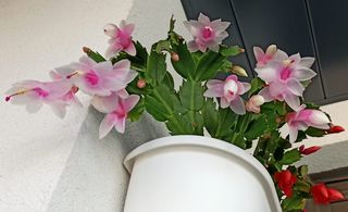 Esqueje SIN Flor Cactus Navidad Blanco/Rosa