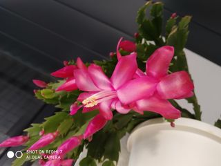 Esqueje SIN Flor Cactus Navidad Blanco/Rosa