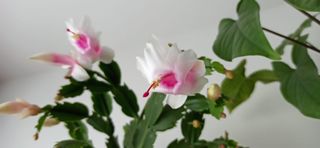 Esqueje SIN Flor Cactus Navidad Blanco/Rosa