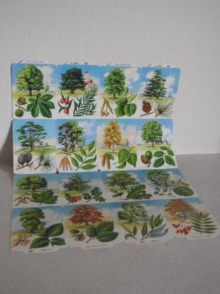 Lámina cromos troquelados árboles