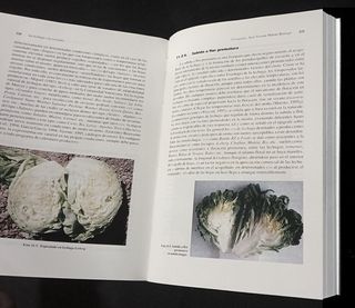 LA LECHUGA Y LA ESCAROLA. HUERTO. CULTIVO. PLANTAS