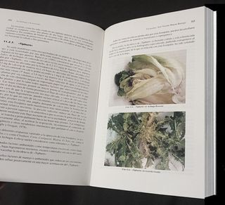 LA LECHUGA Y LA ESCAROLA. HUERTO. CULTIVO. PLANTAS