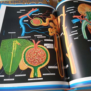 Gran Enciclopedia Médica