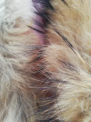 Abrigo Tintoretto rosa talla S/M cuello piel conej