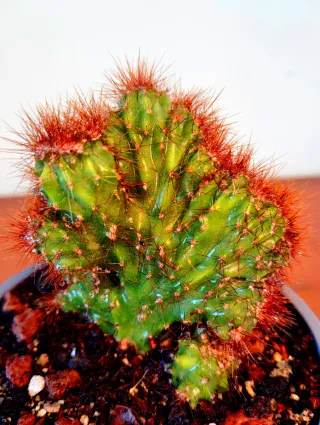 Planta.Cereus Jamacaru f. Monstruosa.