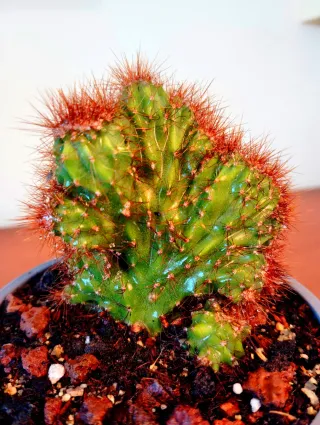 Planta.Cereus Jamacaru f. Monstruosa.