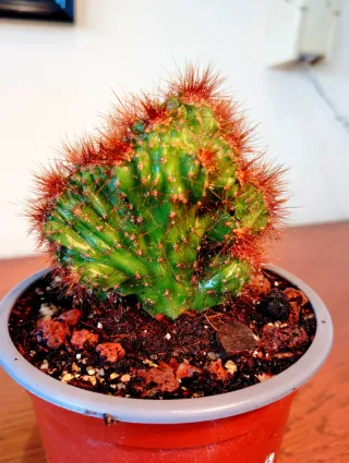 Planta.Cereus Jamacaru f. Monstruosa.