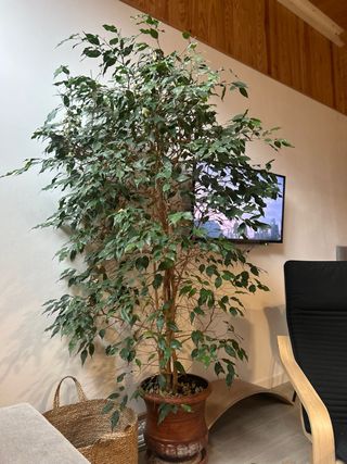 Planta Ficus Benjamina grande