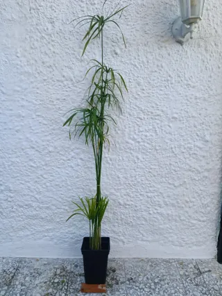Planta de Papiro en Maceta Negra