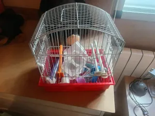 Scambio gabbie per uccelli