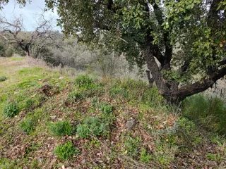 Parcela rústica en los Lagos del Serrano