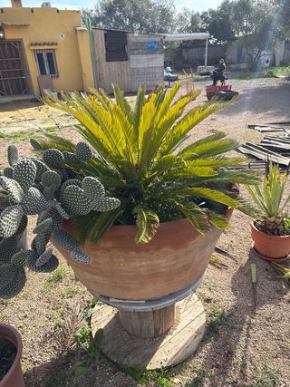 Palmera Sago en Maceta Grande