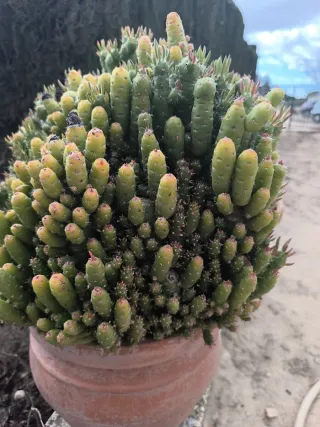 Esquejes de alfileres de Eva.