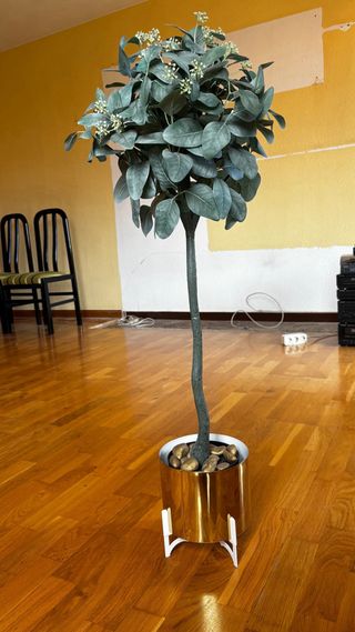 Planta decorativa dorada y verde