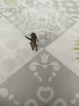 Figura cabra plata 800