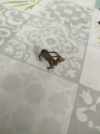 Figura cabra plata 800