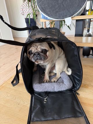 Transportín Perro/Gato Negro y Gris