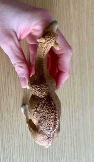 Figura Dromedario Schleich