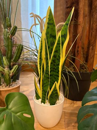 Plantas Artificiales Decorativas