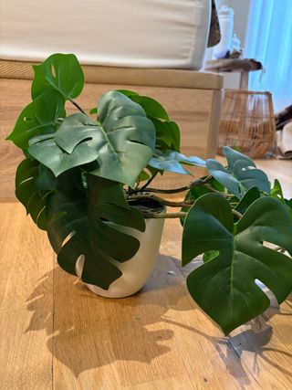 Plantas Artificiales Decorativas