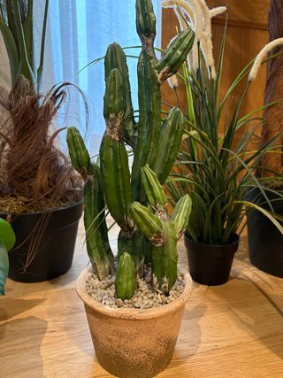 Plantas Artificiales Decorativas