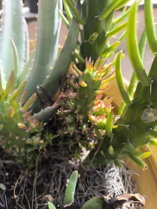 Cactus alfileres de Eva