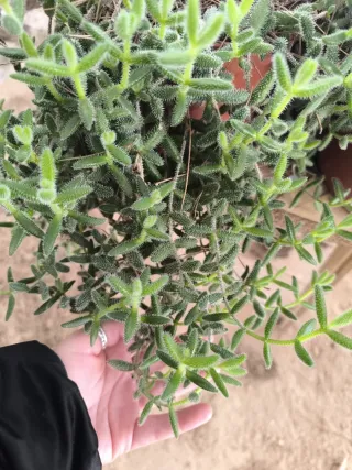 Suculenta Delosperma echinatum