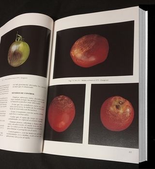 EL TOMATE. [2 LIBROS]. CULTIVO. HUERTO.