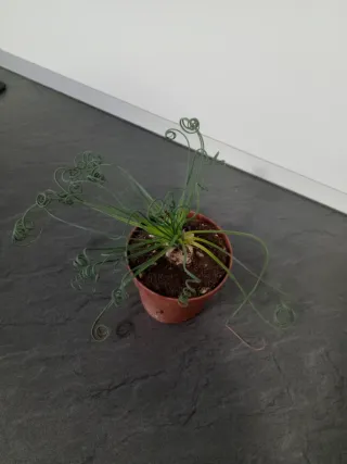 Albuca spiralis planta